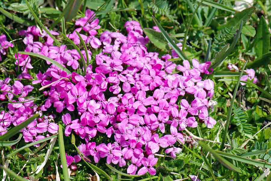 Silene acaulis / Silene a cuscinetto